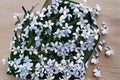 Blue Star Creeper 1 Plant – Isotoma fluviatilis
