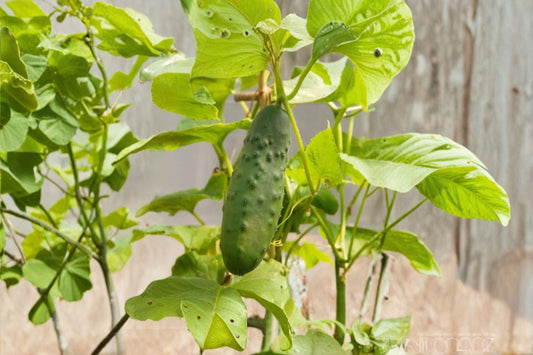 Marketmore Cucumber 2 Live Plants – 4–7 Inches Tall in 4-Inch Pots – Cucumis sativus
