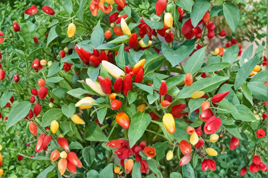 Chile Pequin Pepper Plant 1 Gallon – Fully Rooted Live Plant – Capsicum annuum