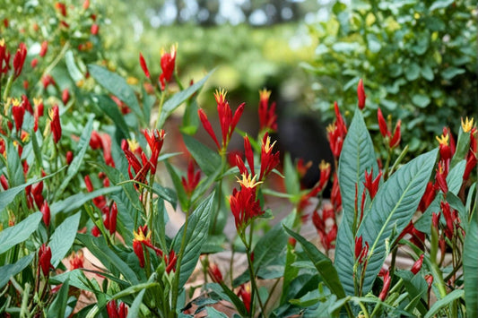 Indian Pink Live Bare Root Plant – Spigelia marilandica – Perennial Garden Plant