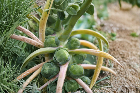 Brussels Sprouts 3 Live Seedlings – 4–7 Inches – Brassica oleracea