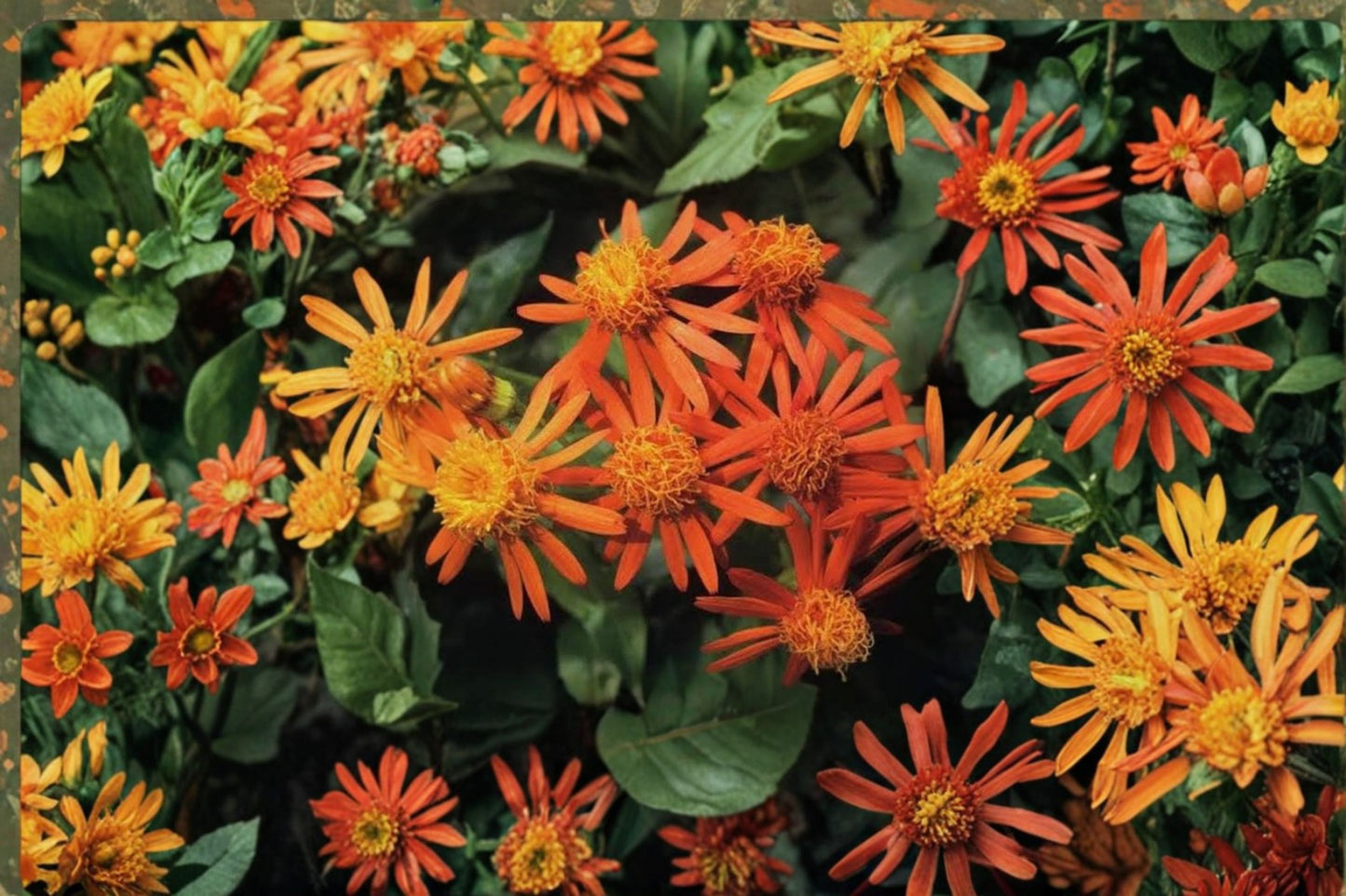 2 Mexican Flame Vine Live Plants – 4–6" Tall – Senecio confusus – Rooted Starter Plants