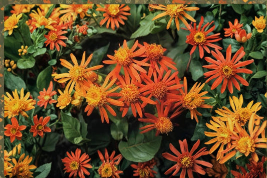2 Mexican Flame Vine Live Plants – 4–6" Tall – Senecio confusus – Rooted Starter Plants