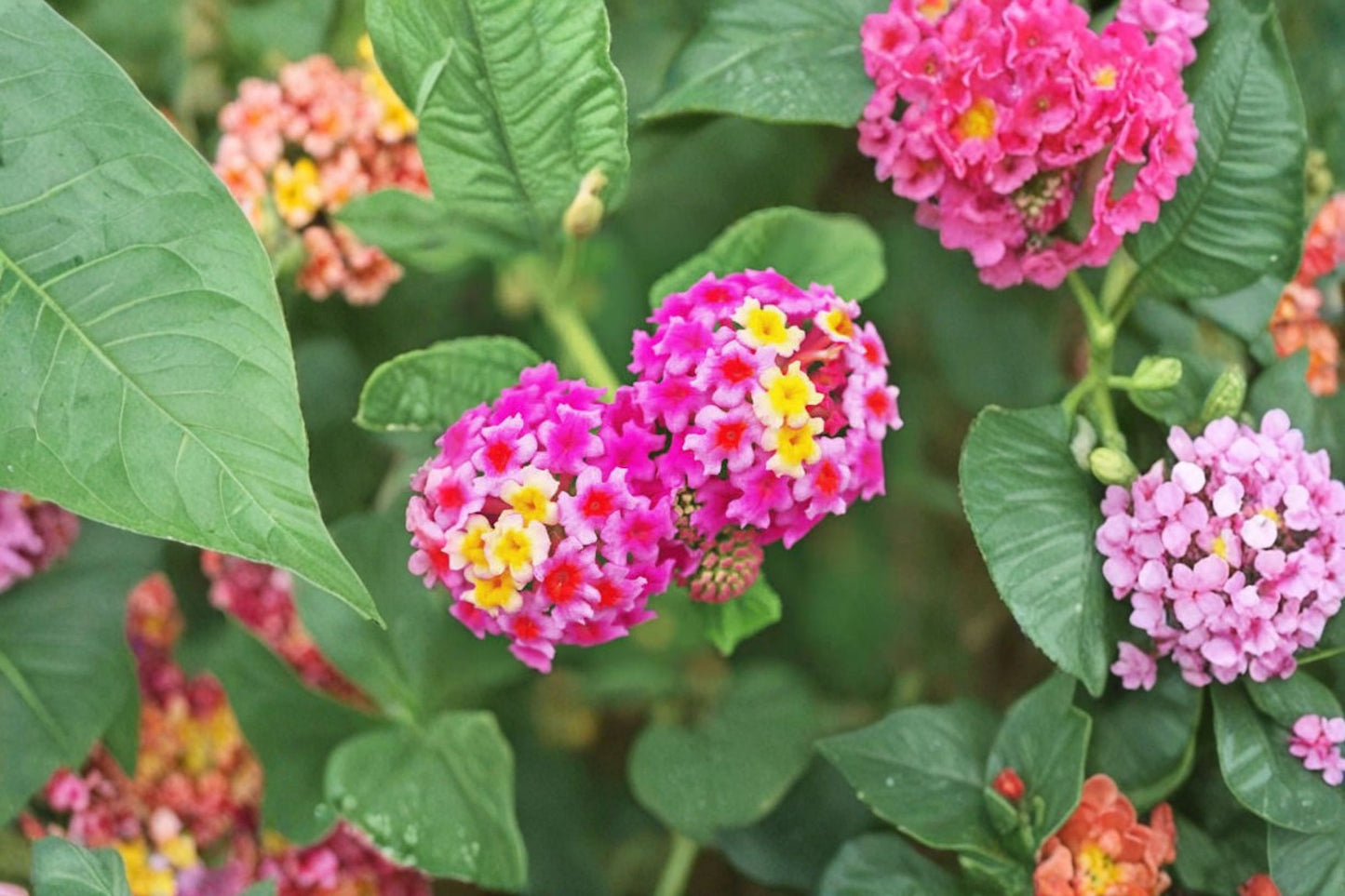 Pink Lantana Live Plant – 4" Tall – Lantana camara Butterfly Flower – Ships Without Pot