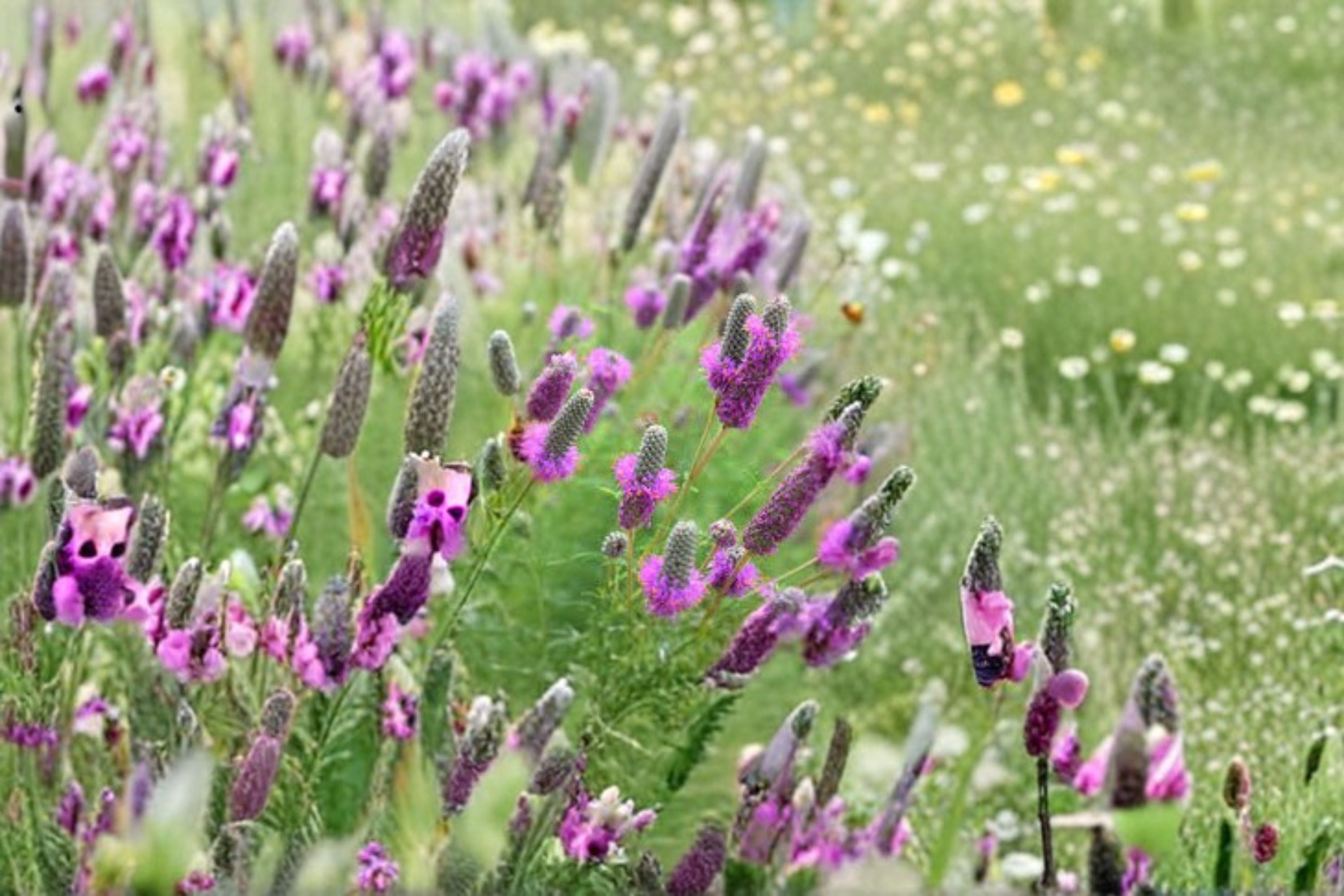 Purple Prairie Clover Seeds Dalea Purpurea Native Purple Wildflower Perennial Garden Pollinator Meadow Plant 100 Seeds