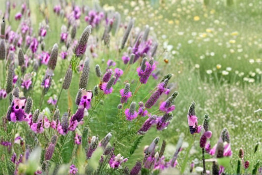 Purple Prairie Clover Seeds Dalea Purpurea Native Purple Wildflower Perennial Garden Pollinator Meadow Plant 100 Seeds