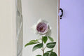 Milky Pearl Rose Live Plant – Own Root Repeat Cut Rose