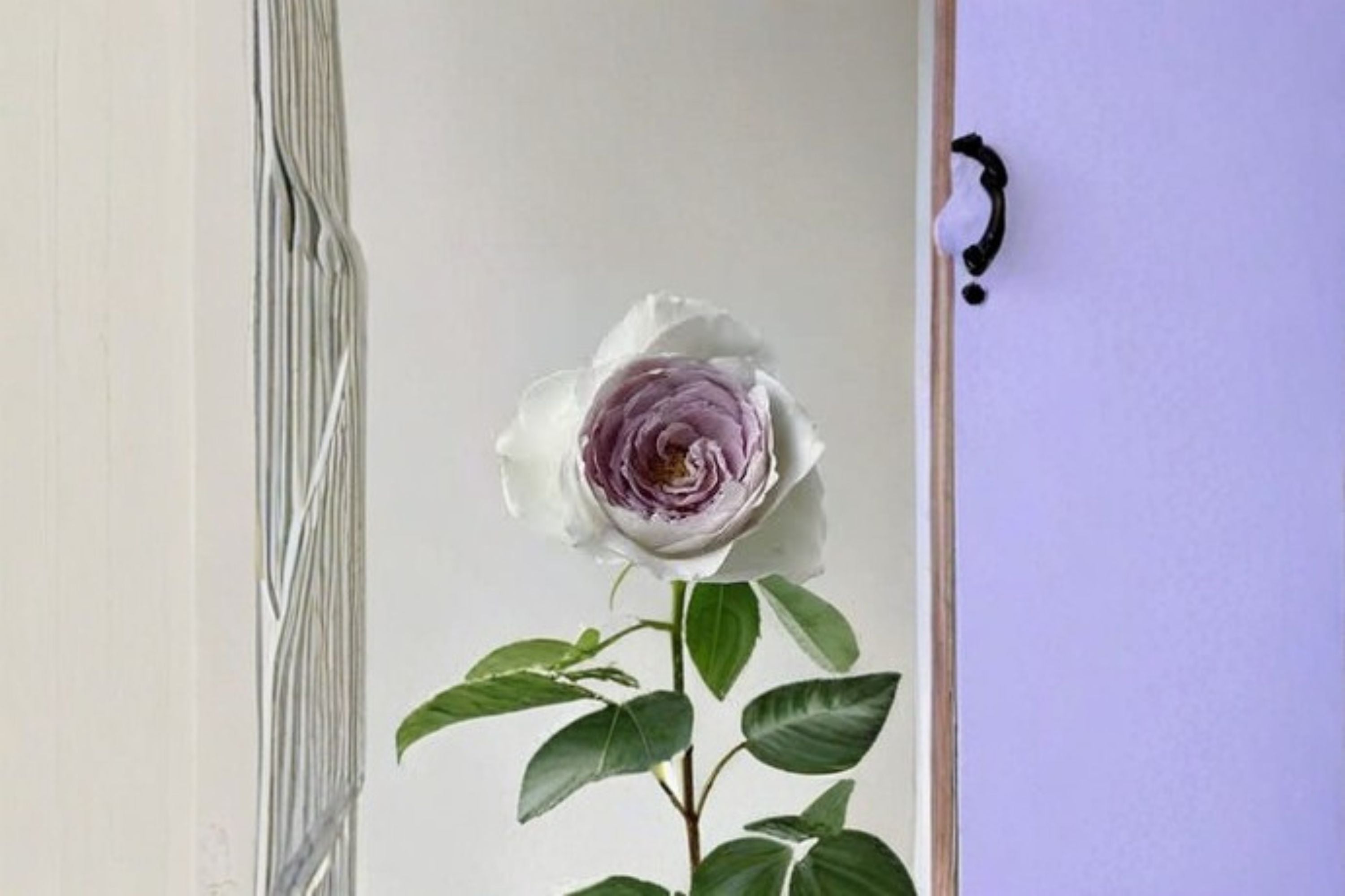 Milky Pearl Rose Live Plant – Own Root Repeat Cut Rose