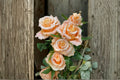 Shimmer Rose Live Plant – Yellow Pink Gradient Cut Rose