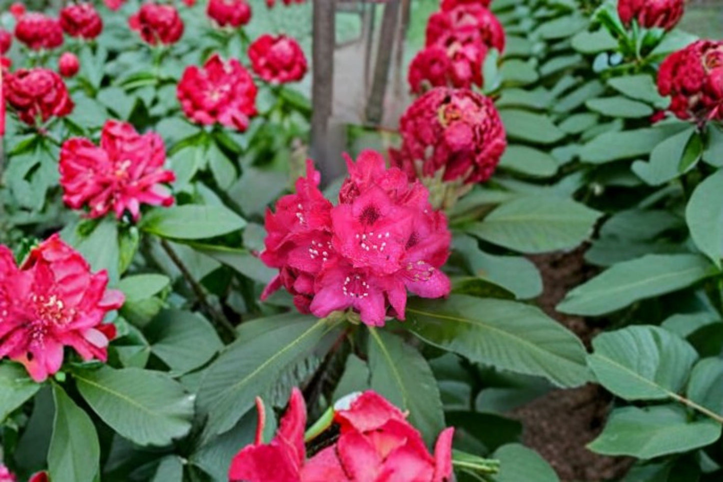 Nova Zembla Red Rhododendron Live Starter Plant – 8M Pot – Rhododendron 'Nova Zembla'