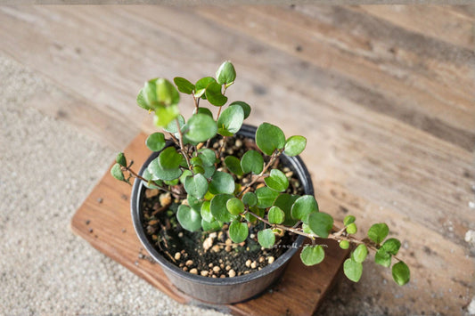 Angel Wire Vine Live Starter Plant – Muehlenbeckia complexa