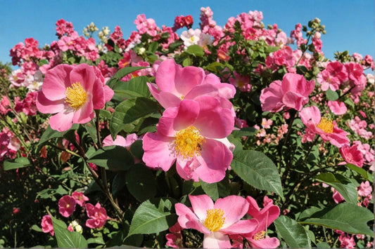 Complicata Gallica Shrub Rose Live Plant – Own-Root Rose