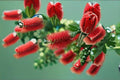 Red Bottlebrush Live Plant – Evergreen Flowering Shrub