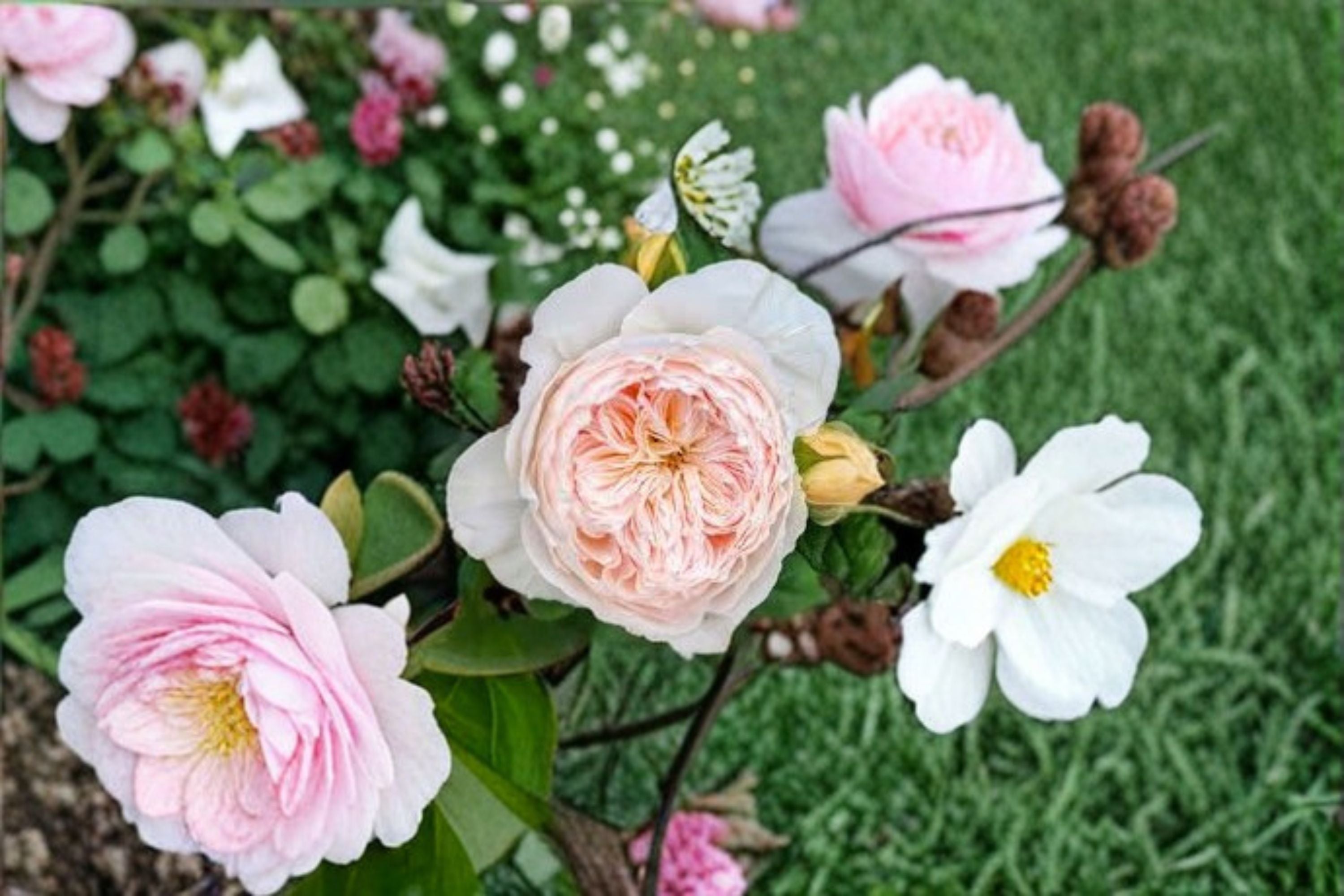 Hanxian Climbing Rose Live Plant – Pink Repeat Blooming Cut Rose