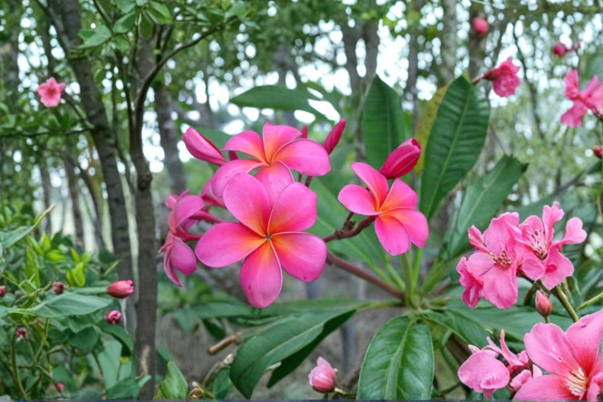 Pink Plumeria Live Cutting | 10 Inch Fresh Starter Cutting | Double Head Plumeria Cutting | Frangipani Plant | Tropical Flower Plant