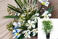 White Oleander 1 Plant – Nerium oleander ‘Sister Agnes’