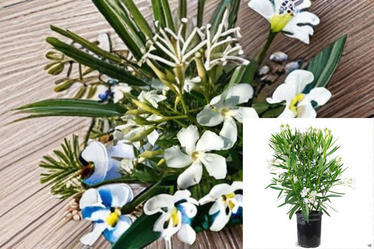 White Oleander 1 Plant – Nerium oleander ‘Sister Agnes’