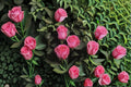 Shanghai Lady Rose Live Plant – Elegant Garden Cut Rose