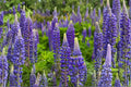 Blue Lupine Seeds Lupinus Perennis Native Perennial Wildflower Blue Flower Garden Pollinator Plant Ornamental Meadow 25 Seeds