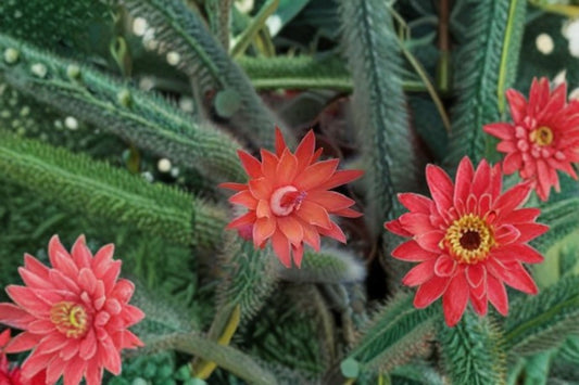 Hildewintera Mini 1 Plant – Hildewintera hybrids