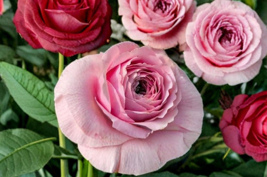 Peony Kiss Rose 1 Plant – Rosa sp.