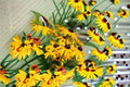 Black Eyed Susan 1 Plant – Rudbeckia hirta