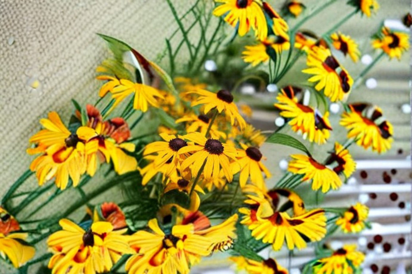 Black Eyed Susan 1 Plant – Rudbeckia hirta