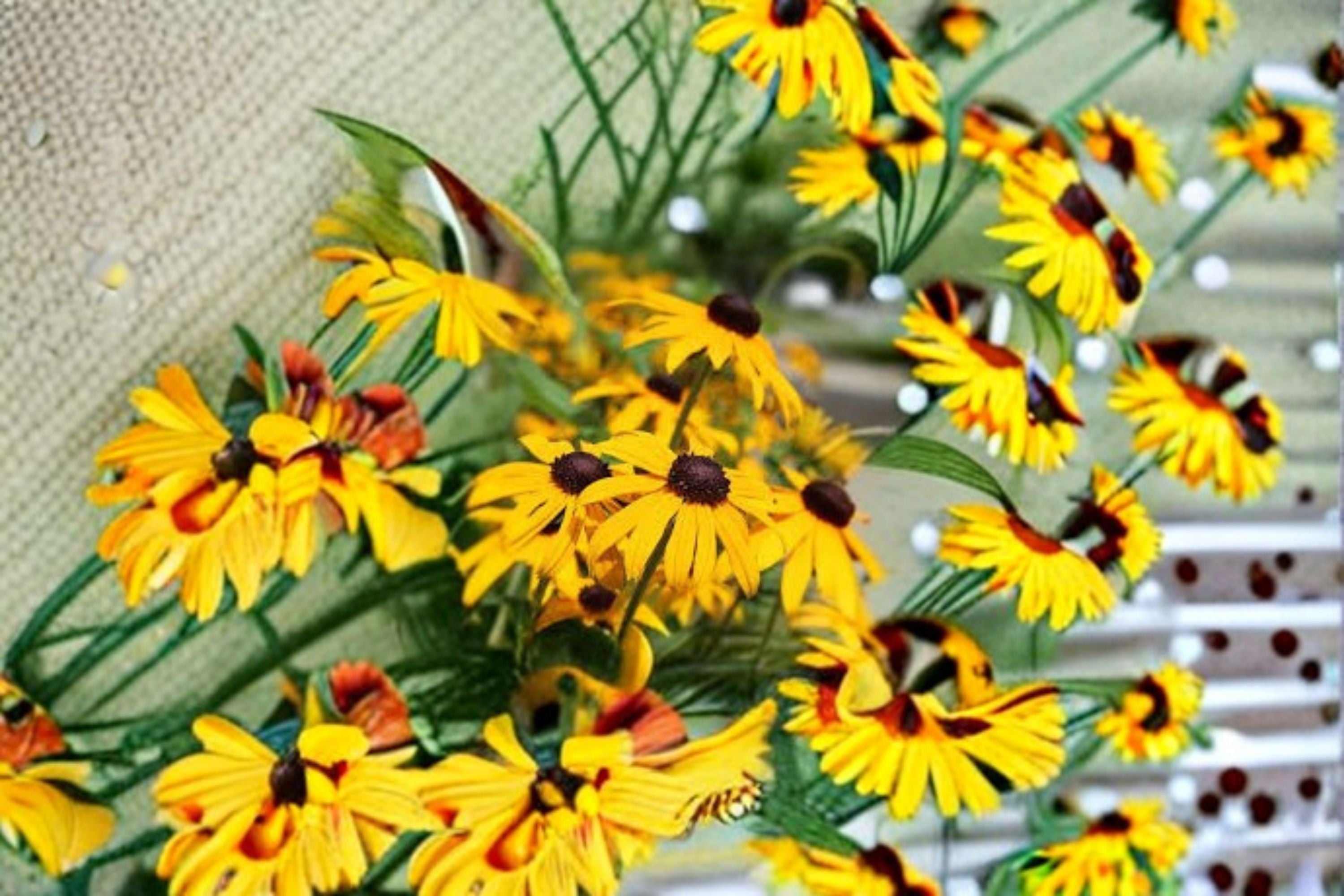 Black Eyed Susan 1 Plant – Rudbeckia hirta