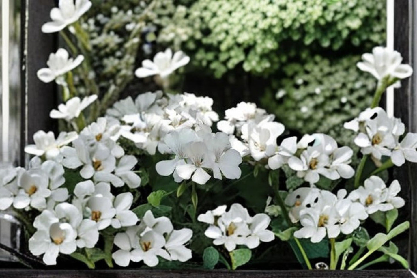 3 Double White Zonal Geranium Live Cuttings – 6" Unrooted – Pelargonium × hortorum