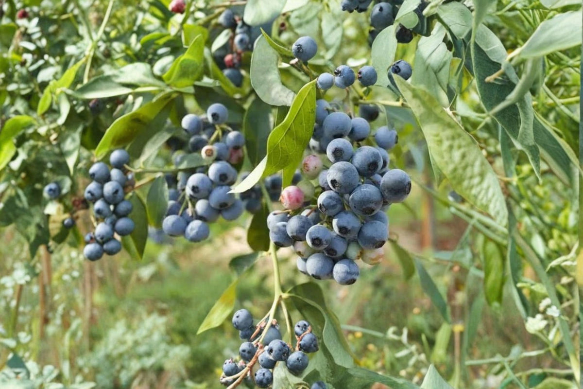 Duke Blueberry Live Plant | Vaccinium 'Duke' Highbush Blueberry | Well Rooted Fruit Plant | Edible Berry Bush | Blueberry Starter Plant