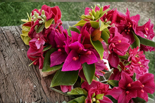 2 Live Pixie Pink Bougainvillea Plants – 4–6" Tall – No Pot – Bougainvillea spp.