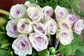 Silver Light Rose Live Plant – Pale Lavender Fragrant Cut Rose