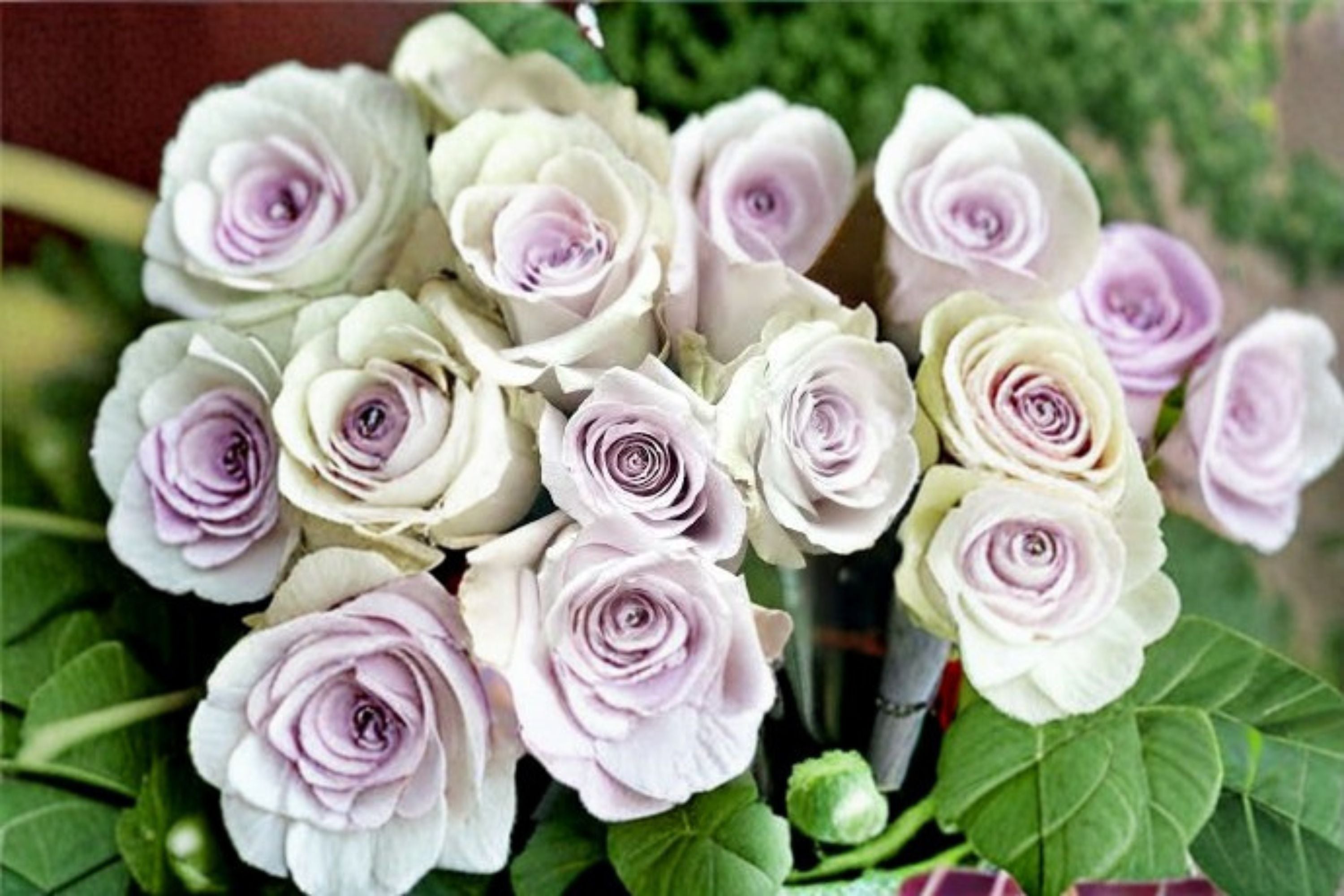 Silver Light Rose Live Plant – Pale Lavender Fragrant Cut Rose