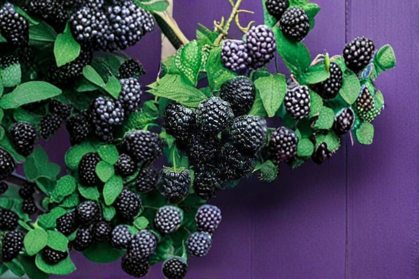 Jewel Black Raspberry Live Rooted Starter Plant – 1 Plant – Rubus occidentalis 'Jewel'