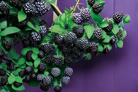 Jewel Black Raspberry Live Rooted Starter Plant – 1 Plant – Rubus occidentalis 'Jewel'