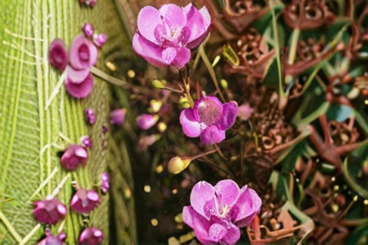 Slender False Foxglove Seeds Agalinis tenuifolia Pink Wildflower Seeds Native Garden Planting 250 Seeds
