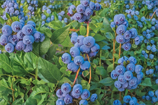 3 Biloxi Blueberry Live Plants – 4–6" Tall – Blueberry Bush – Vaccinium 'Biloxi'