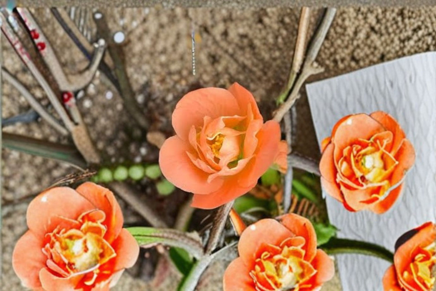 Cameo Flowering Quince Live Plant – 3.5 Inch Pot – Chaenomeles speciosa 'Cameo'