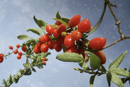 Goji Berry 10 Cuttings – Lycium barbarum