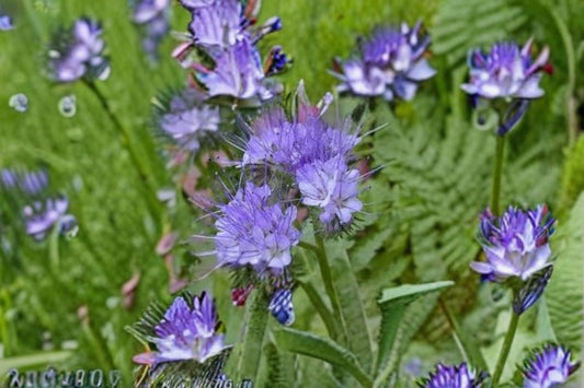 Lacy Phacelia Seeds Phacelia Tanacetifolia Purple Blue Wildflower Annual Garden Meadow Plant Soft Foliage 100 Seeds