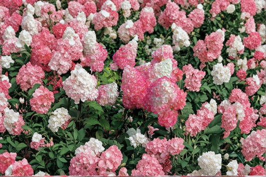 Vanilla Strawberry Hydrangea 6 Cuttings – Hydrangea paniculata