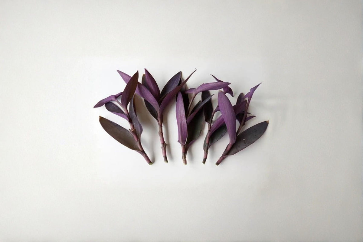 5 Purple Heart Plant Rooted Cuttings | Tradescantia Pallida Live Plants | Purple Wandering Jew | Rooted Plant Cuttings | Easy Care Houseplant