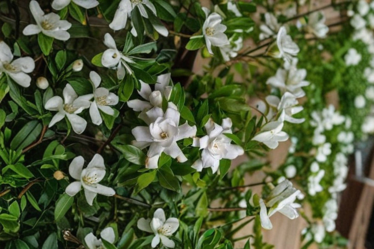 Southern Heirloom Gardenia Cuttings | 8 Fresh Unrooted Gardenia Cuttings | Southern Gardenia Bush | Live Plant Cuttings | Gardenia Propagation