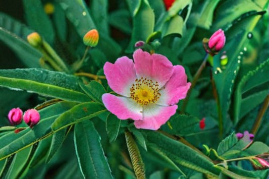 Prairie Wild Rose Seeds Rosa arkansana Pink Native Flower Seeds Perennial Shrub Garden Planting 15 Seeds