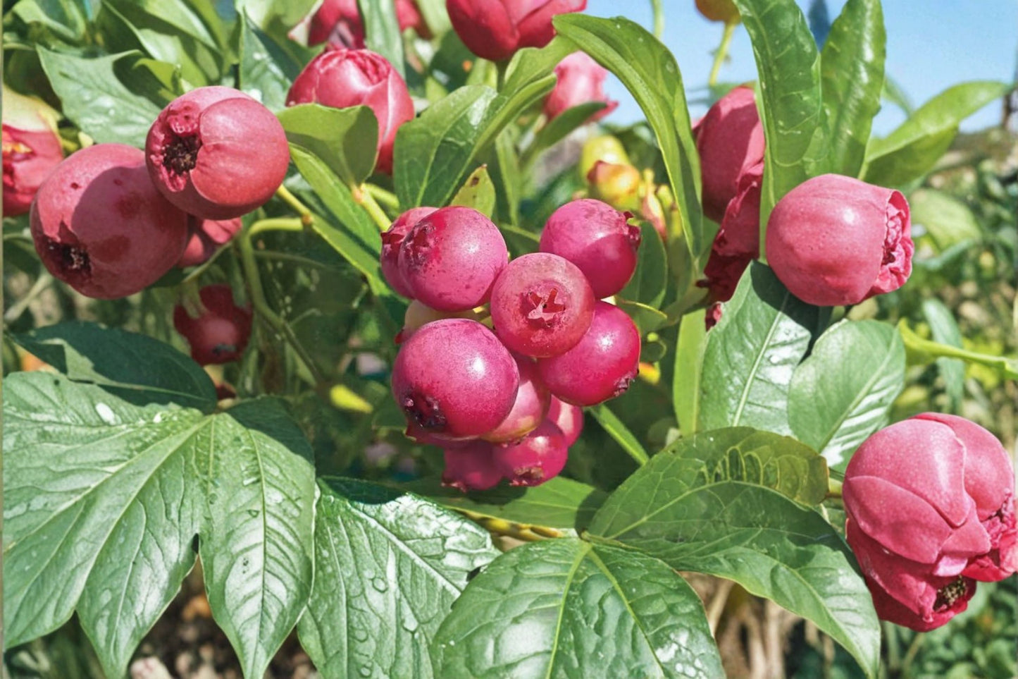 Pink Lemonade Rabbiteye Blueberry Live Plant – Vaccinium virgatum 'Pink Lemonade' – 3–8 Inch Starter