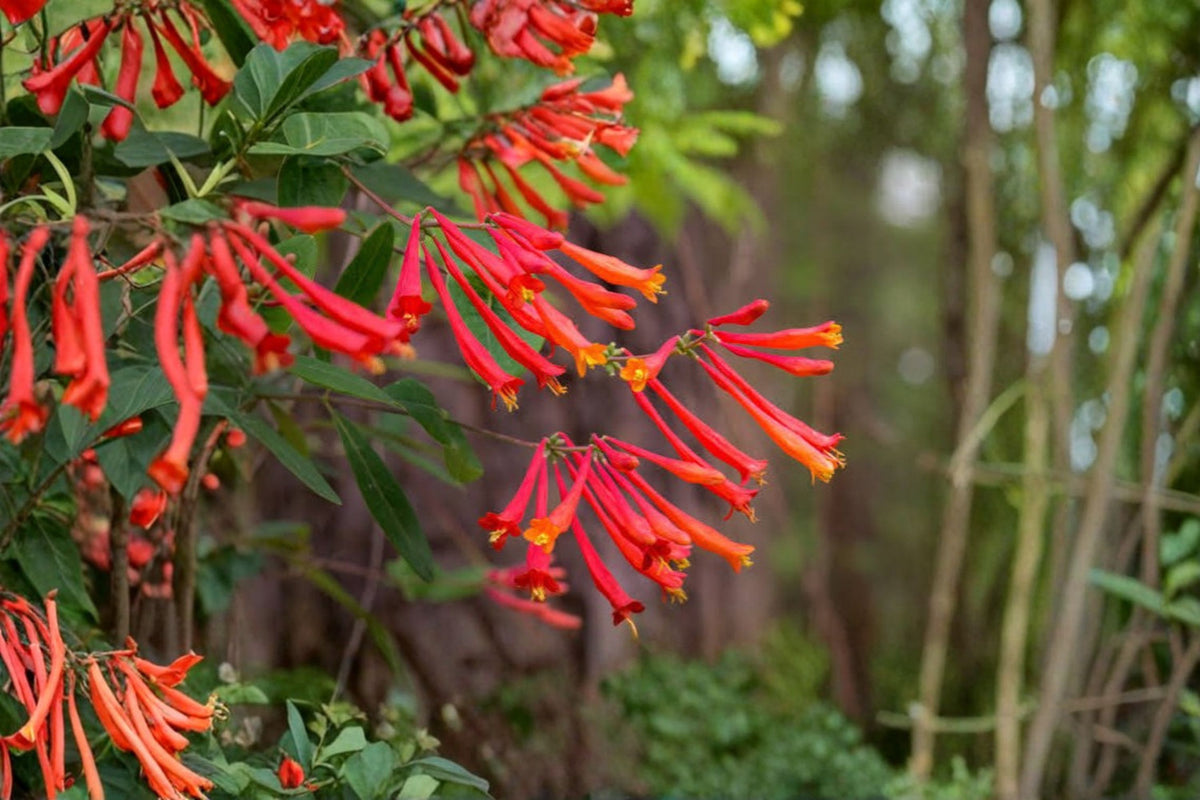 Trumpet Coral Honeysuckle Live Plant | Lonicera sempervirens | Native Flowering Vine | Hummingbird Garden Plant | Starter Vine