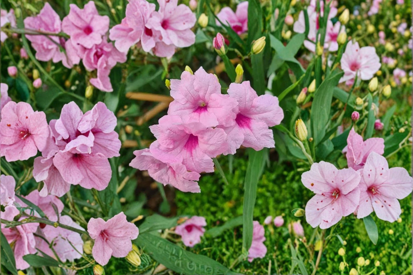 Dwarf Pink Ruellia Live Plants (Set of 3) – Fully Rooted Flowering Starter Plants – Ruellia brittoniana