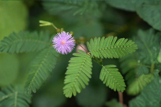 Sensitive Plant Live Plant – Mimosa pudica 4 Inch Pot