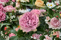 Lilla Villa Rose Live Plant – Ornamental Cut Garden Rose