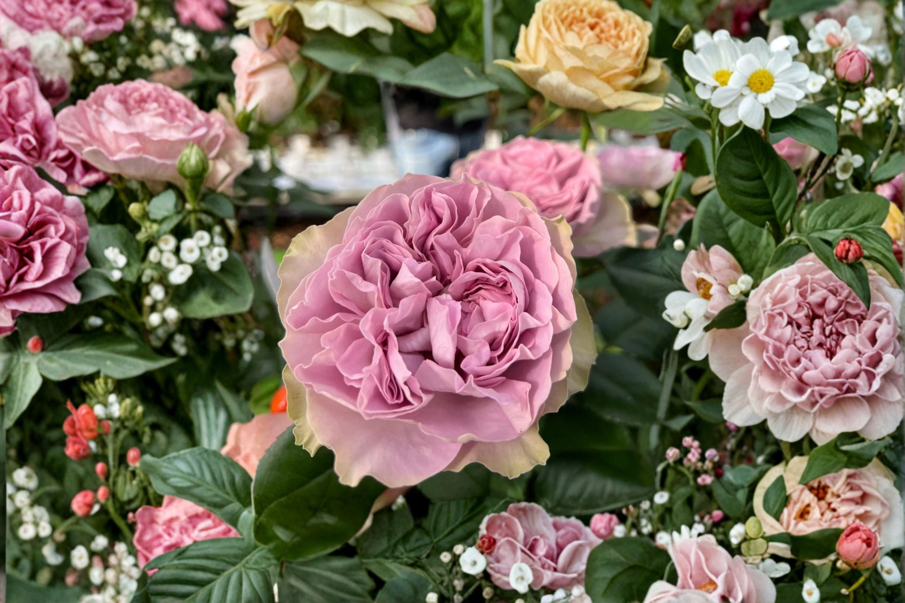Lilla Villa Rose Live Plant – Ornamental Cut Garden Rose